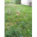 GARTENSPRENGER Ороситель - спринклер для полива декоративный Нержавеющая сталь с Медным покрытием 30*105 см